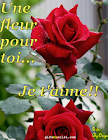 fleur-rose.png