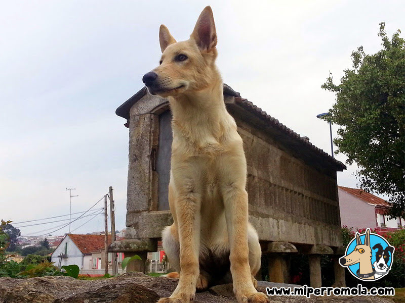 Can de Palleiro frente a un Hórreo Gallego