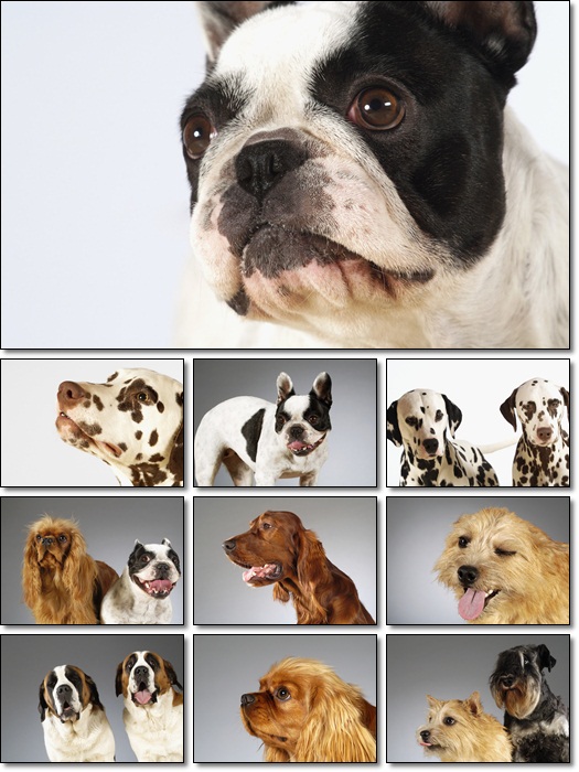 Cute Puppies Desktop Dogs Wallpapers Pack Size: 12,5 Mb. Free Download