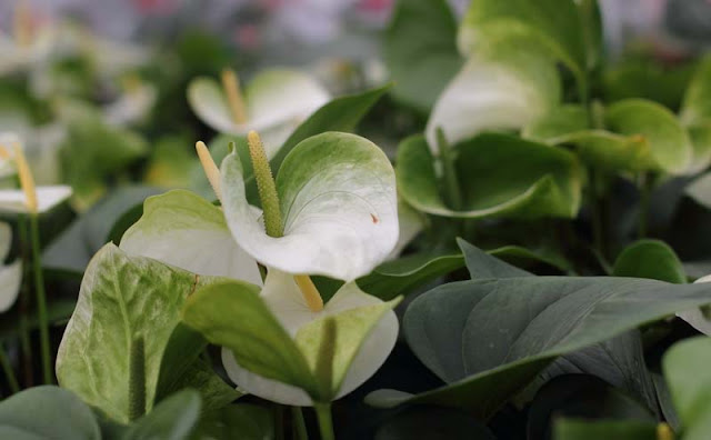 Anthurium Flowers Pictures