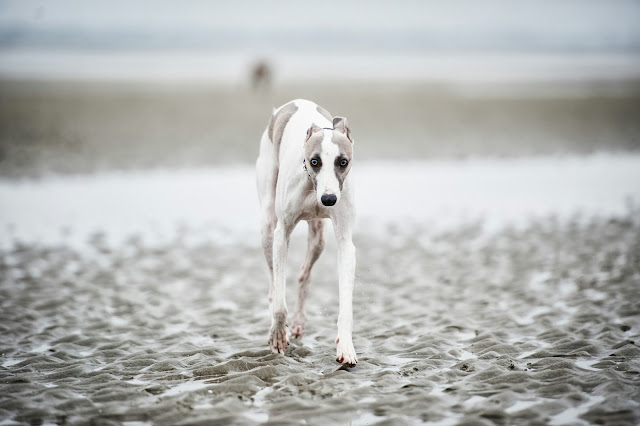 Sighthound & whippet pet portrait shoot at West Witterings Beach, Sussex