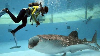 Feeding time for Giant Whale Shark Seen On www.coolpicturegallery.us