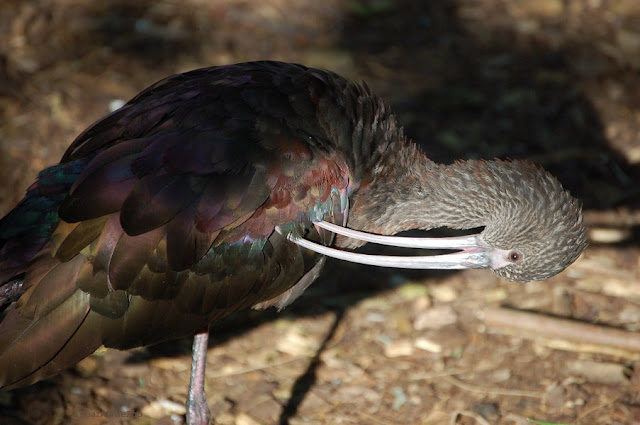 A white-faced ibis preens a folded wing that shows hints of red and green.
