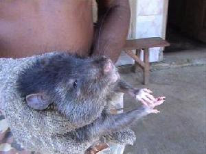 Tikus Aneh Dengan 5 Jari Dan Bisa Menangis Seperti Bayi [ www.BlogApaAja.com ]