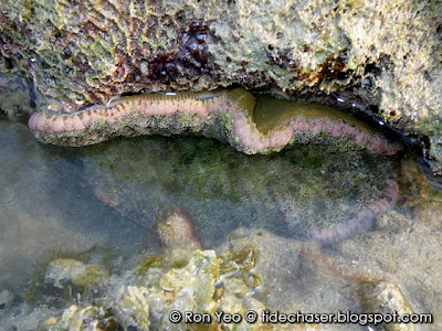 Adhesive Sea Anemone (Cryptodendrum adhaesivum)