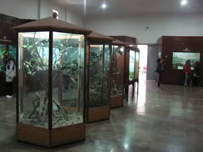 Koleksi burung di museum Zoologi Bogor.