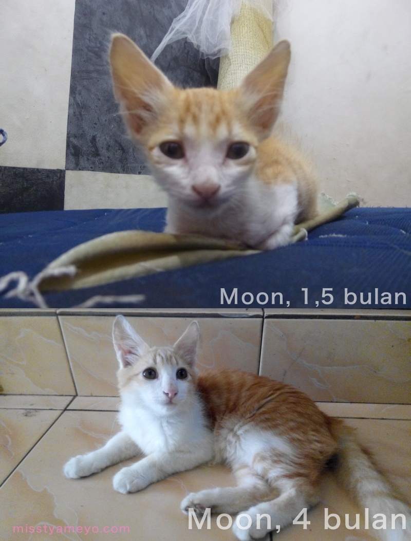 Foto Anak Kucing Yang Lucu Terlengkap DP BBM Update