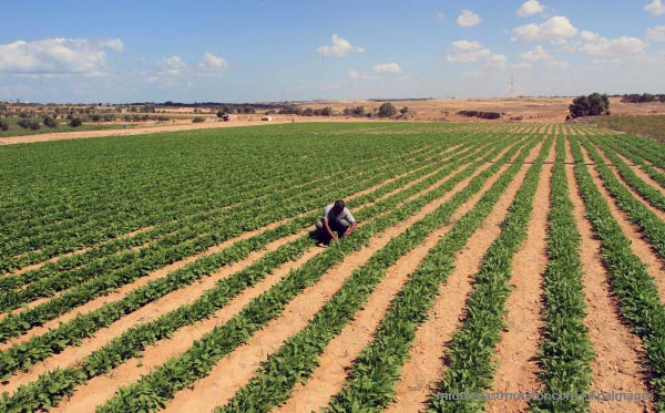  Gambar  Petani  Di Palestin Walau Diancam Perang Scripters 