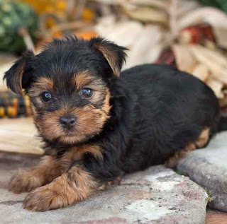 Yorkshire Terrier Puppy Pictures