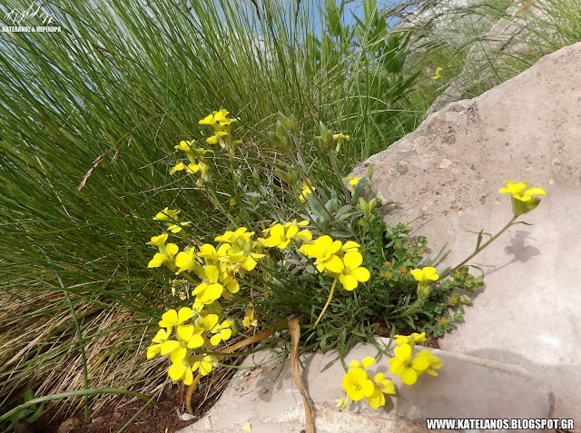 Erysimum microstylum Hausskn. 1893