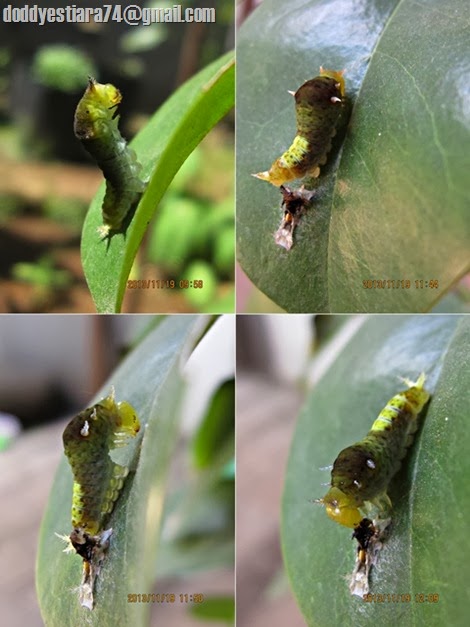 Ulat kupu-kupu Tailed Jay (Graphium agamemnon) kedua pun akhirnya berganti kulit 