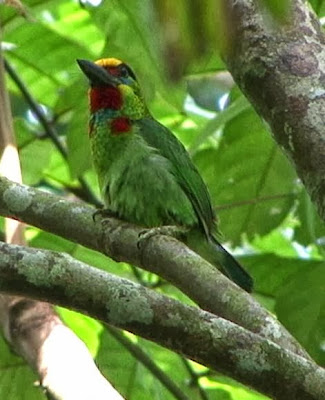 Barbudo arlequín Megalaima Psilopogon mystacophanos