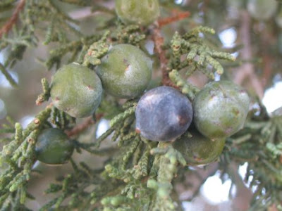 Spanish Juniper seed cones