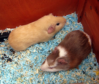 Pair of guinea pigs