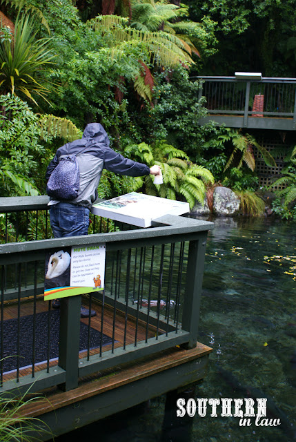 Jesse feeding the fish at Rainbow Springs Kiwi Park Rotorua New Zealand