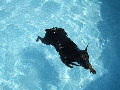perro piscina