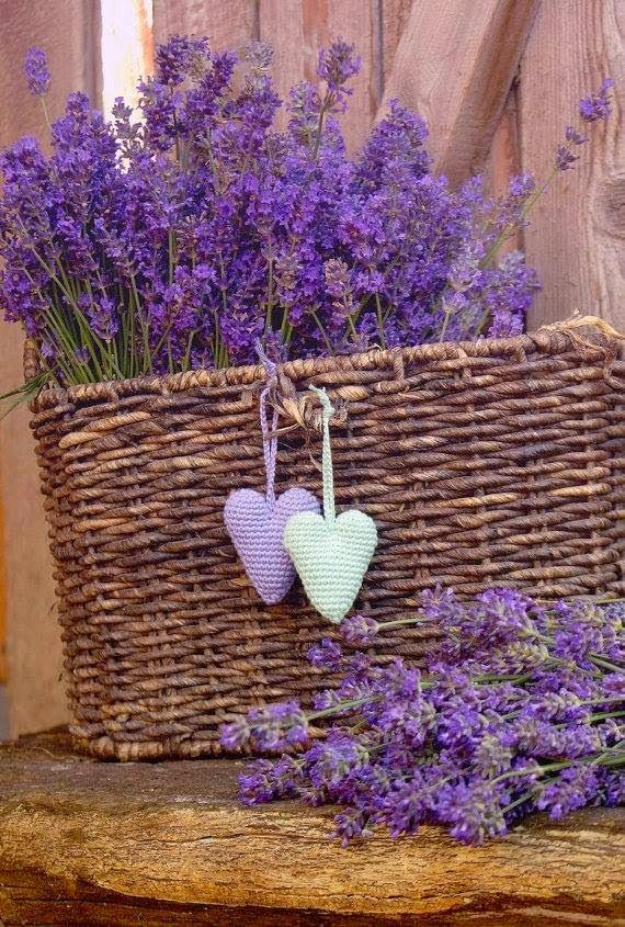 Galería de imágenes: Flor de lavanda Lavandas FlorWiki - Imagenes De Flores Lavanda