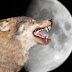 The Full (Wolf) Moon Tonight... Watch Out For The Crazy People