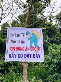 Xin đừng trộm rẫy
