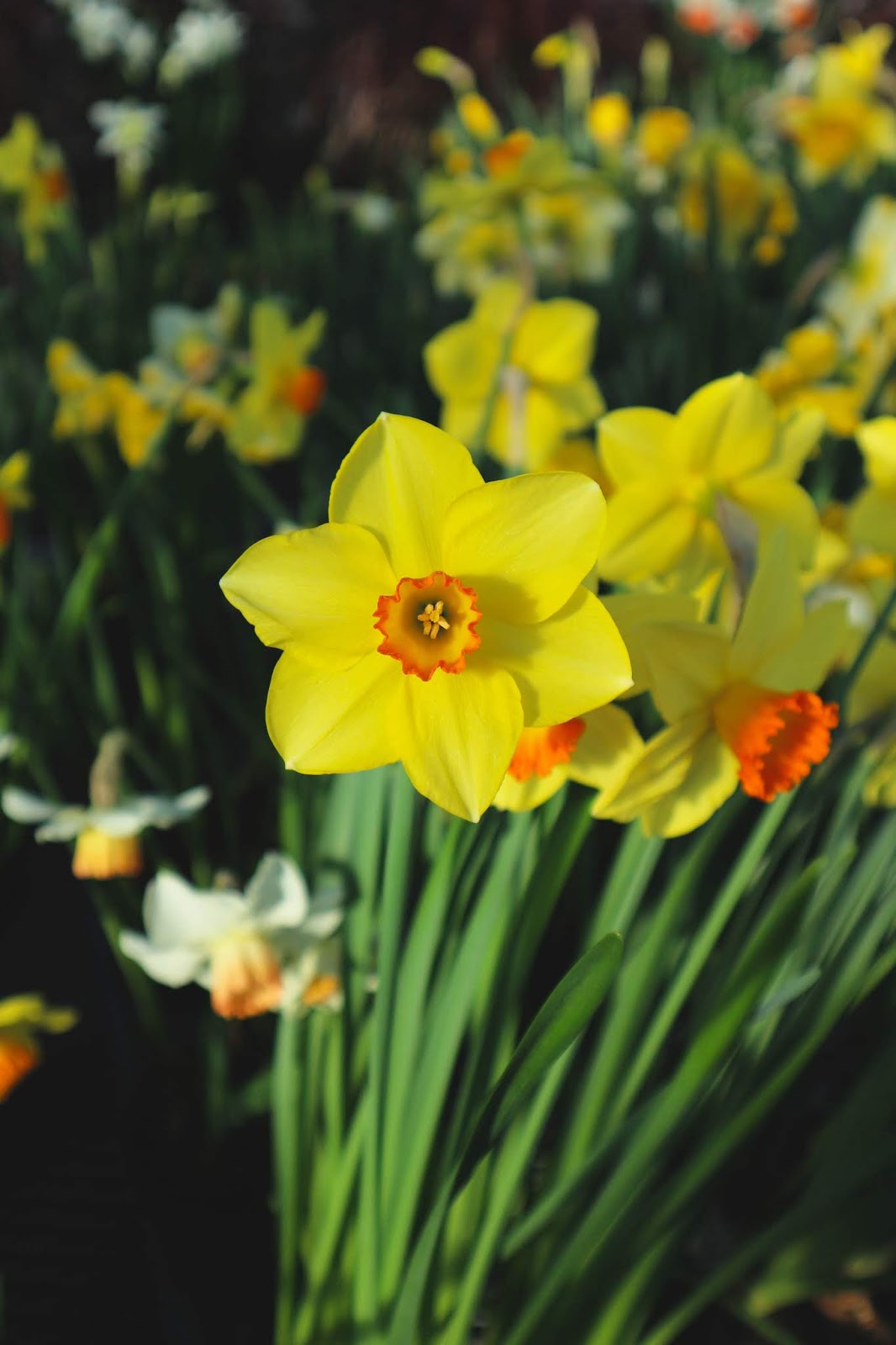 Celebrating Spring at City of Kingston Greenhouse