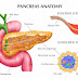 Pancreas: structure, hormones and functions