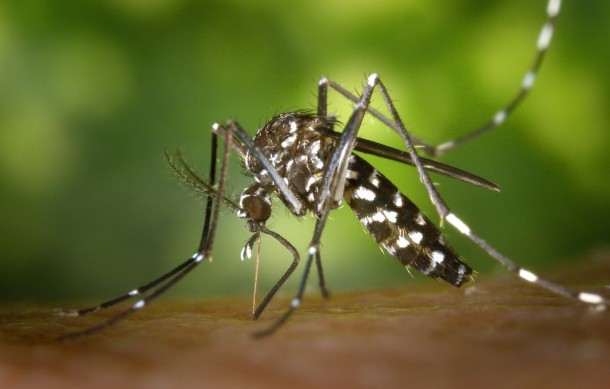 Doenças neuroinvasivas relacionadas a arboviroses transmitidas pelo mosquito Aedes aegypti