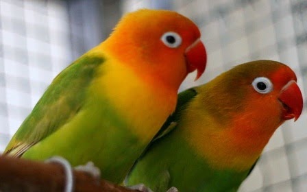 Foto Burung Love Bird Cara Merawat Burung Kicau Terbaru 