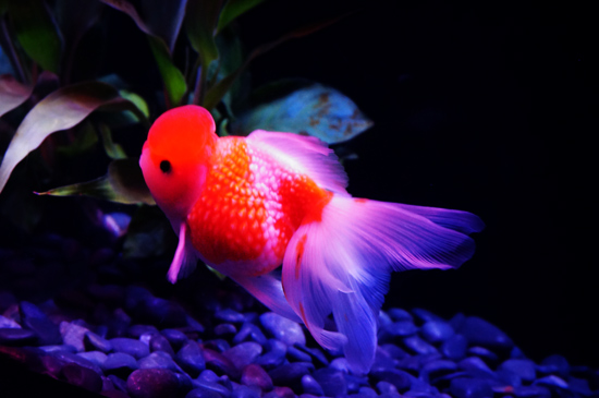 アートアクアリウム展 ~博多・金魚の祭~