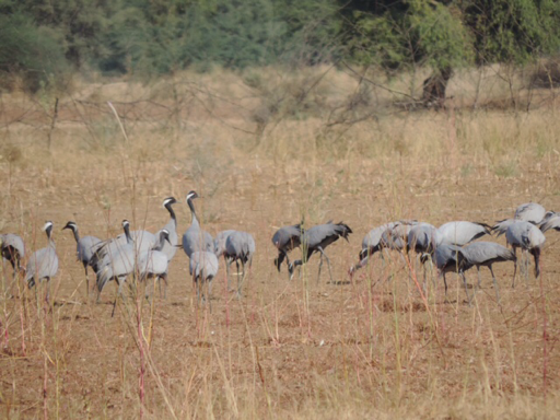 Juffer kraanvogels in Rohat, India