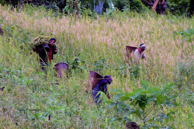 jhuming in mizoram