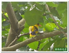 20120329_095934_005_17_JingMeiPark