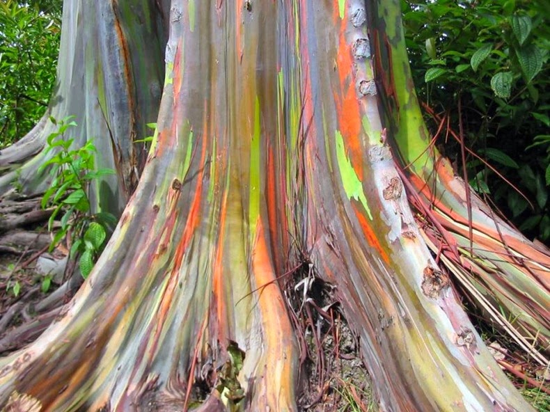 Rainbow Eucalyptus – The Most Colorful Tree on Earth