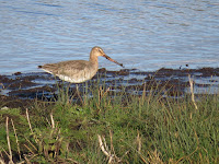 Black-tailed Godwit