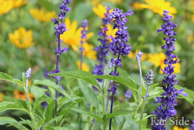 Salvia Farinacea Victoria Blue
