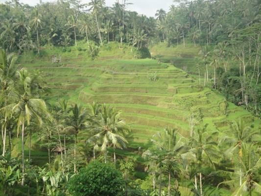 Tegallalang Bali Rice Terrace - Best Bali Holiday Tour Packages