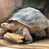 8 sự thật hấp dẫn về loài rùa