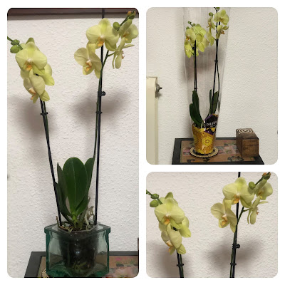 orquídea
