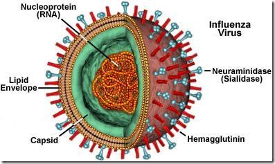 influenza virus