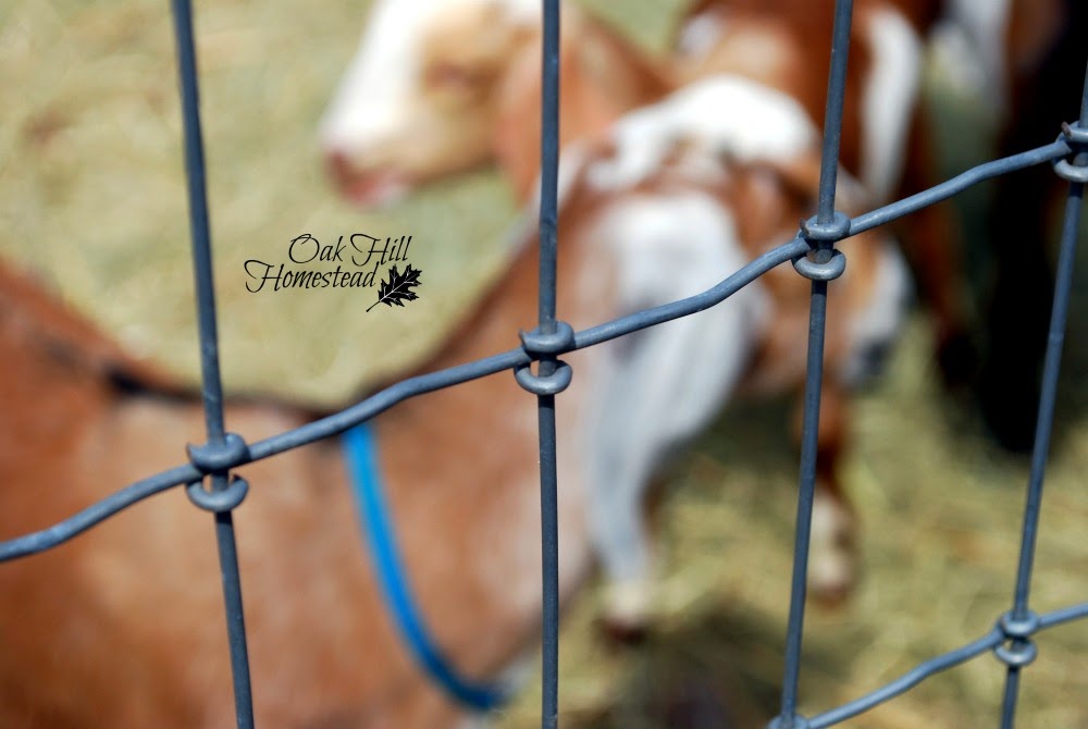 How to build electric fence for goats - Gann Farm Raised