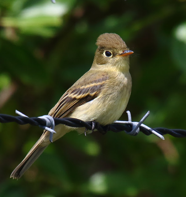 Pacific-slope Flycatcher