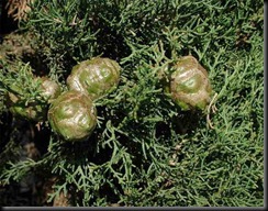 Cupressus_sempervirens