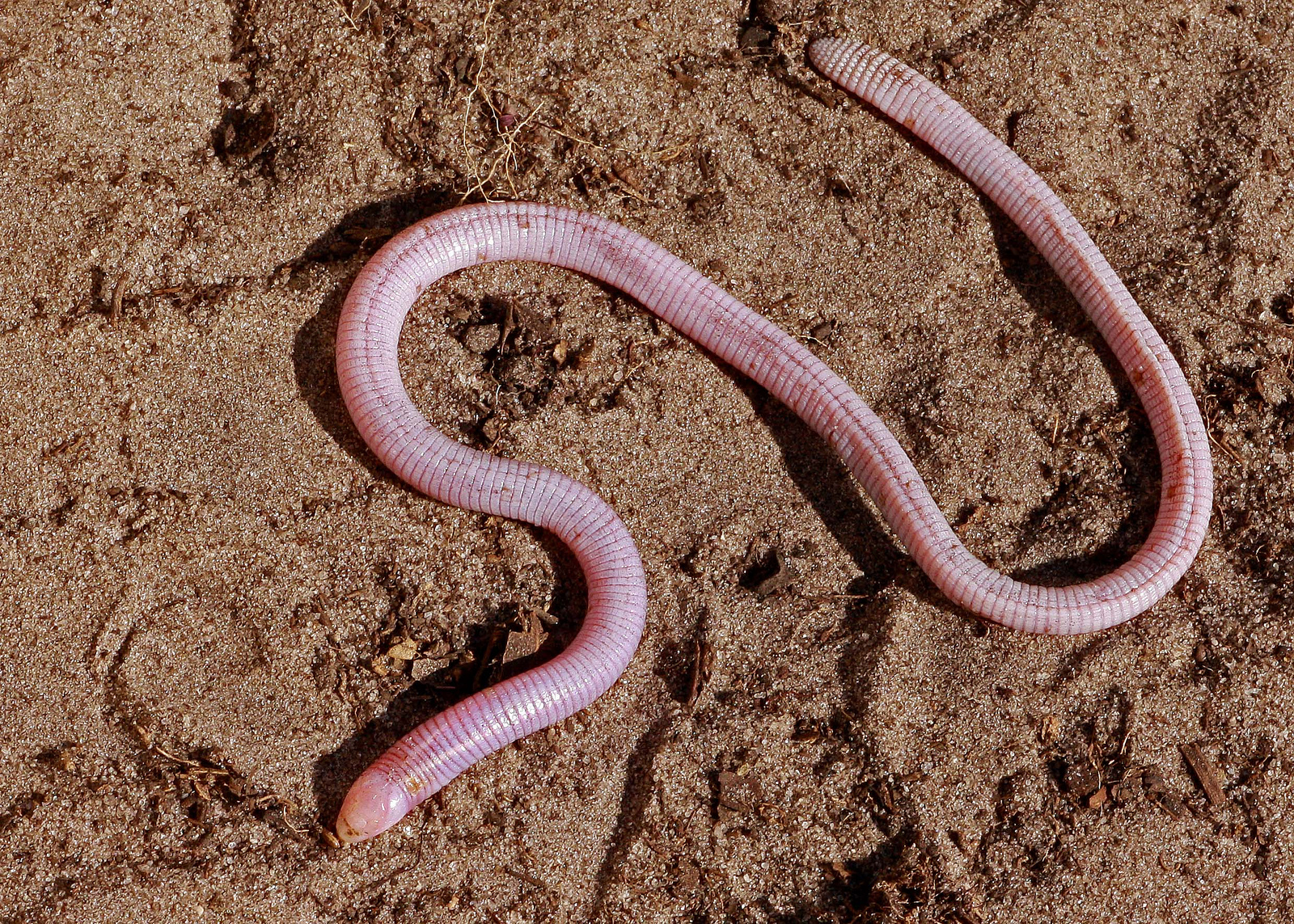 Real Monstrosities: Florida Worm Lizard