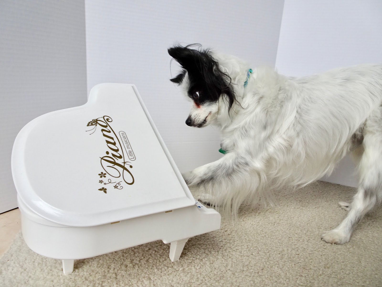 キットと歩こ シアトル いろいろ ストリート 老犬に新しい芸はムリ ー上級トリックタイトルに挑戦 キットと歩こ シアトル いろいろ ストリート 老犬に新しい芸はムリ ー上級トリックタイトルに挑戦