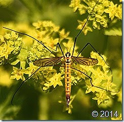 IMG_5221