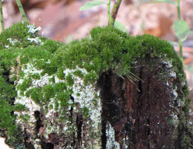 moss on stump