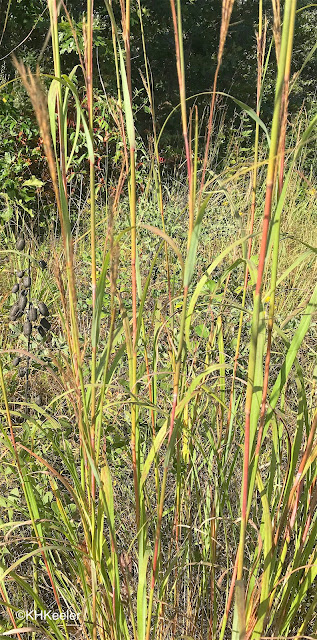 Flower stalks and leaves of big bluestem, Andropogon gerardii