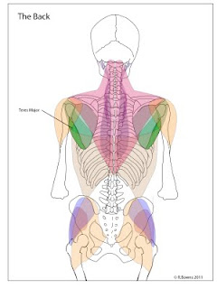 A diagram of the back muscles, highlighting the teres magor