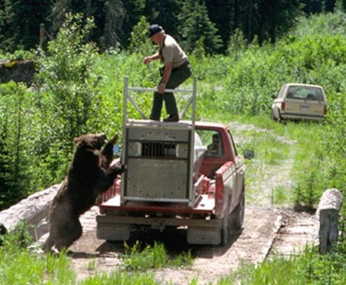 bear-man (3)