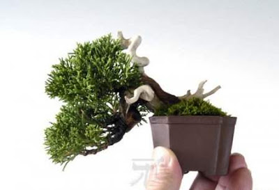 bonsai trees