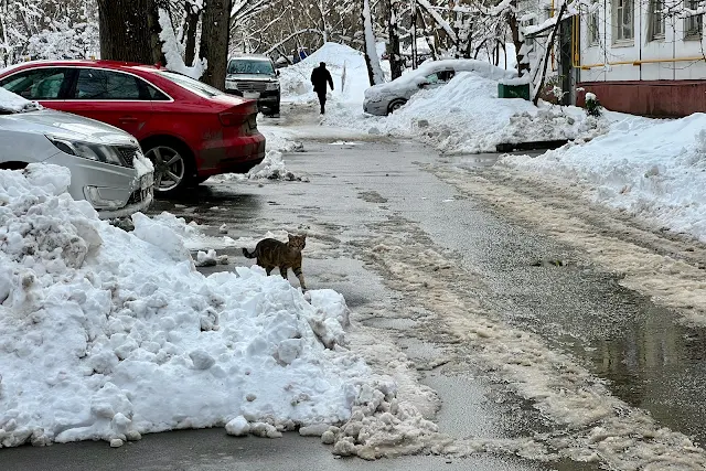 улица Академика Королёва, дворы, кот